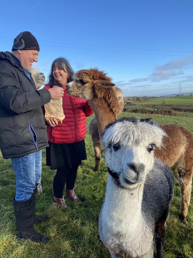 Unique Stay On An Alpaca Therapy Farm With Miniature Donkeys North Wales Mold Buitenkant foto