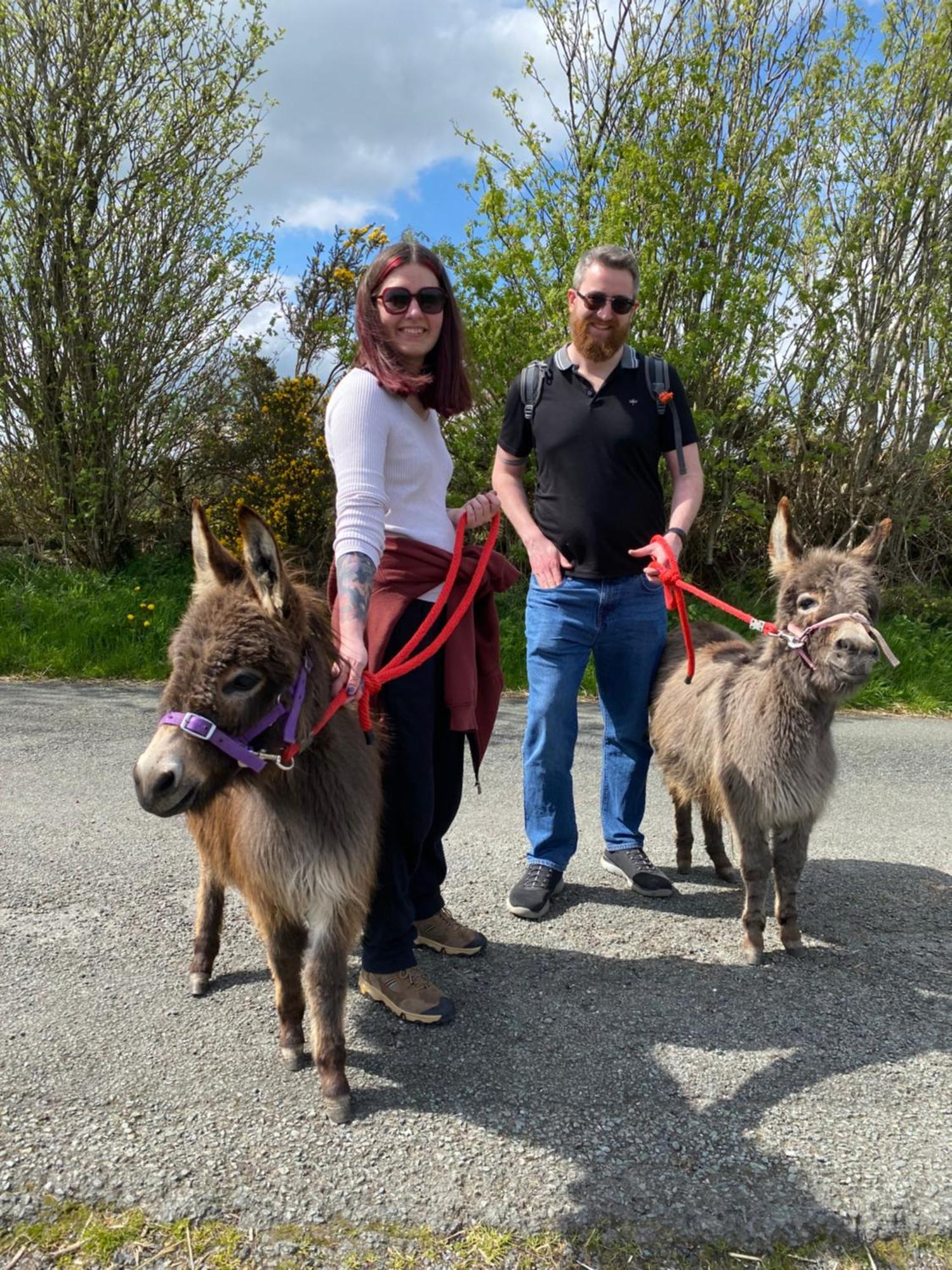 Unique Stay On An Alpaca Therapy Farm With Miniature Donkeys North Wales Mold Buitenkant foto